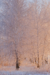 Frozen trees in the snow in winter. Winter and frost. Beautiful sunset light. Snow-white branches. First snow. Seasons. Themes of postcards and travels. Sunlight through the trunks.