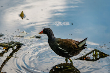 The common moorhen (Gallinula chloropus) on the lake. Walk on water