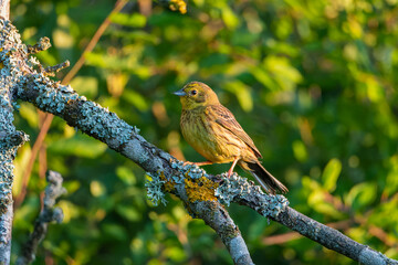 The yellowhammer (Emberiza citrinella). Bird on a branch