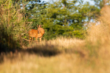Deer in the grass. Roe deer in the woods. Deer in the forest