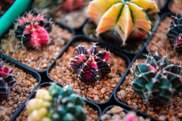 Cactus and Cactus flowers popular for decorative