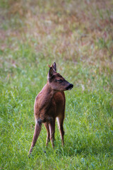 Deer in the grass. Roe deer in the woods. Deer in the forest