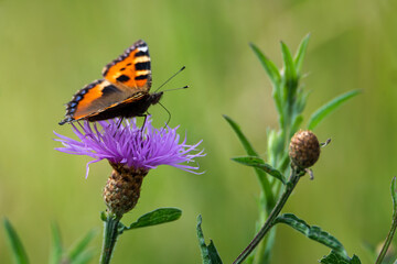 Butterfly on a flower. Colorful butterfly on flower