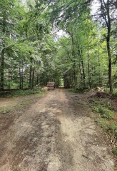 Naklejka premium path in the woods