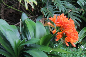 Bush lily, flower in Roma Street Parklands