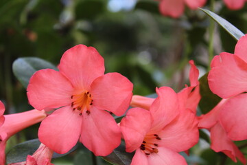 Rhododendron sect. Vireya, pink flowers in Roma street Parklands, Australia