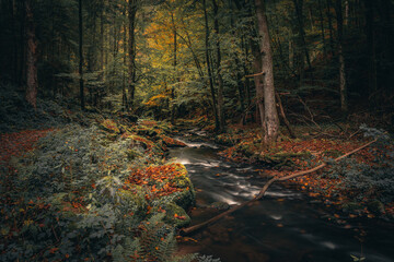 Natur und Landschaft Bayerischer Wald. Bayern Deutschland