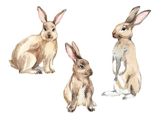 Set of little bunnies on an isolated white background, watercolor illustration, cute animal, easter bunny. rabbits. Symbol of the year 2023, New Year