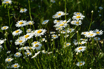 White chamomile flowers bloom on meadow in sunny summer day
