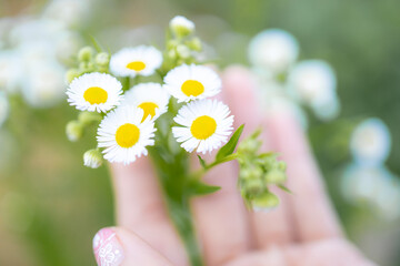 Blur,close-up of beautiful delicate hands of a girl with daisies flower in their hands.Women's...