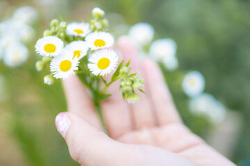 Fototapeta na wymiar Blur,close-up of beautiful delicate hands of a girl with daisies flower in their hands.Women's hands touching and enjoying beauty white dasies flower.Beauty daisies in the female hands.