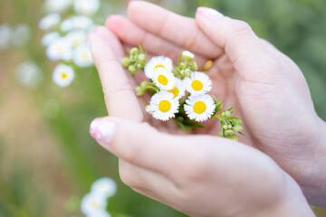 Blur,close-up of beautiful delicate hands of a girl with daisies flower in their hands.Women's hands touching and enjoying beauty white dasies flower.Beauty daisies in the female hands.