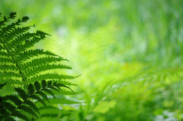 fern