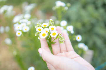 Blur,close-up of beautiful delicate hands of a girl with daisies flower in their hands.Women's hands touching and enjoying beauty white dasies flower.Beauty daisies in the female hands.