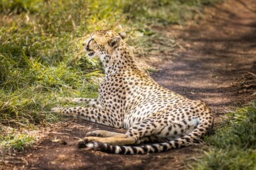 Cheetah lying down and observing in the grasslands of the Serengeti, Tanzania
