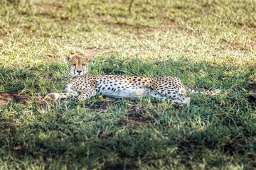 Cheetah lying down and observing in the grasslands of the Serengeti, Tanzania