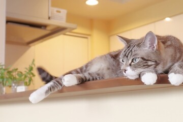 横になって遠くを見るトラ猫 リラックス