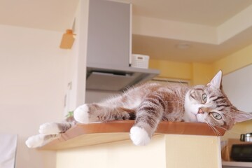 カウンターで横になって寛ぐ可愛いトラ猫
