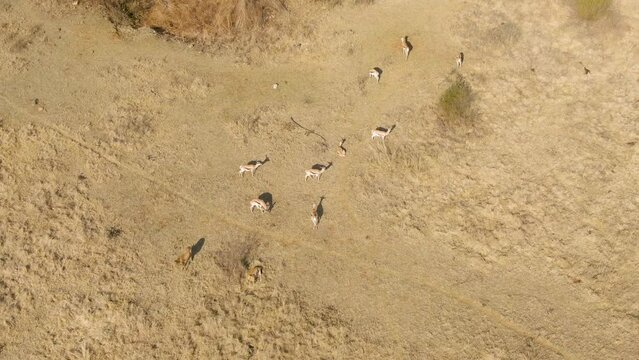 Aerial drone footage of springboks walking on savanjna