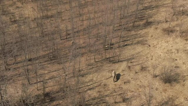 Aerial drone footage of springboks walking on savanna