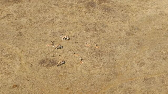 Aerial drone footage of springboks walking on savanna