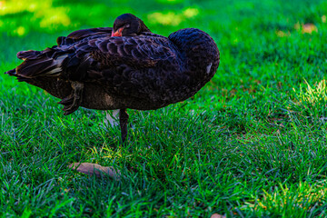 black swan on the grass
