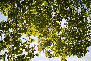 Branch with green leaves from above against a morning sky