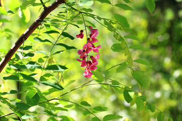 분홍색 아카시아 꽃