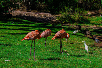 three flamingos in the park