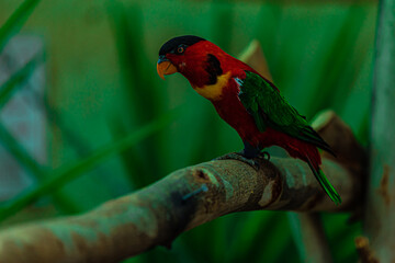 parrot on a tree branch