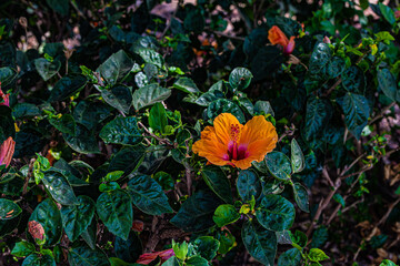 hibricus flower in the garden