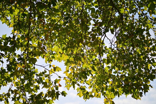 Branch with green leaves from above against a morning sky