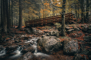 Beautiful autumn landscape in Bavarian forests with trees and colorful fallen leaves in Germany