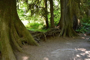 Roots in Hoh Rain Forest in Olympic National Park, Washington