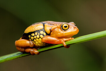 Resplendent shrubfrog