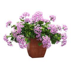 decorative flower in a pot isolate on a transparent background, 3D illustration, cg render