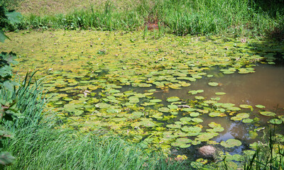 Wild water lily plants.