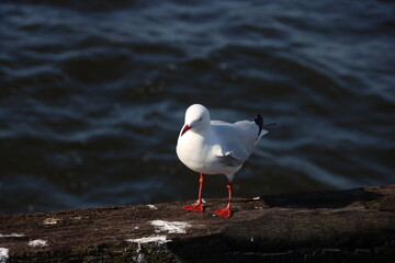 Silver Gull (Croicocephalus novaehollandiae), Busselton Jetty, Western Australia.