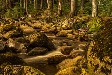 stream in the forest