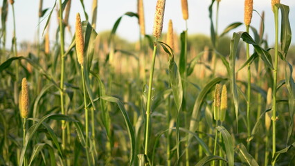 Fototapeta premium Flowering Bajara (Millet) crop field. Pearl Millet Field in Rajasthan India. The Crop is Know as Bajra or Bajri Agriculture
