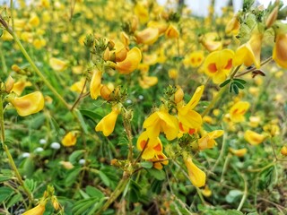 Smithia Hirsute Flower Satara, Kas Pathar. Hairy Smithia field. Fabaceae family.
