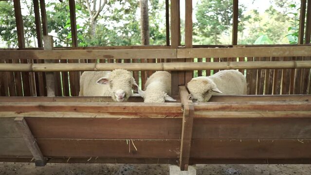 Merino sheep farm or Ovis aries eat grass at a clean wooden sheepfold