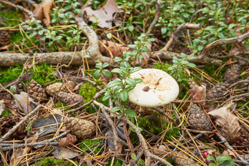 muchomor cytrynowy , Amanita citrina, grzyb, las 