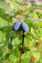 A close-up of ripe blue honeysuckle fruit and green leaves in the sunlight, blurred grass in the background