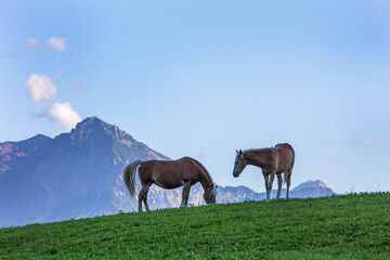 Fototapeta na wymiar Haflinger vor Bergkulisse - Allgäu - Pferde - Berge