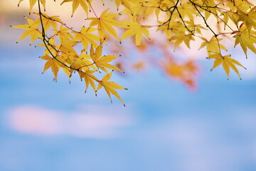 冬の晴れ間に紅葉狩り