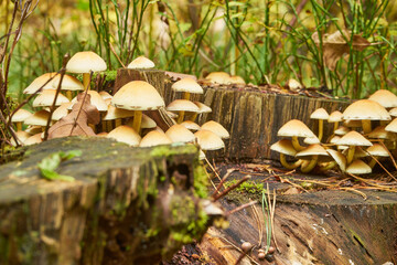  opieńka miodowa, Armillaria mellea sensu lato, grzyb ,las 