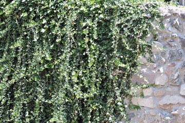An evergreen common ivy hanging from a stone wall in the sunlight