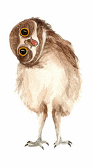 Watercolor owl illustration isolated on white