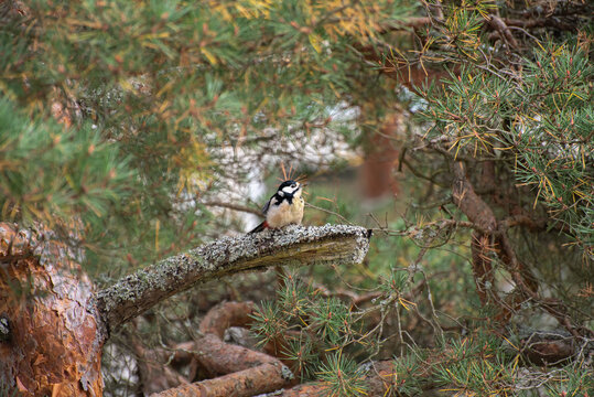 Red Headed Woodpecker On Branch